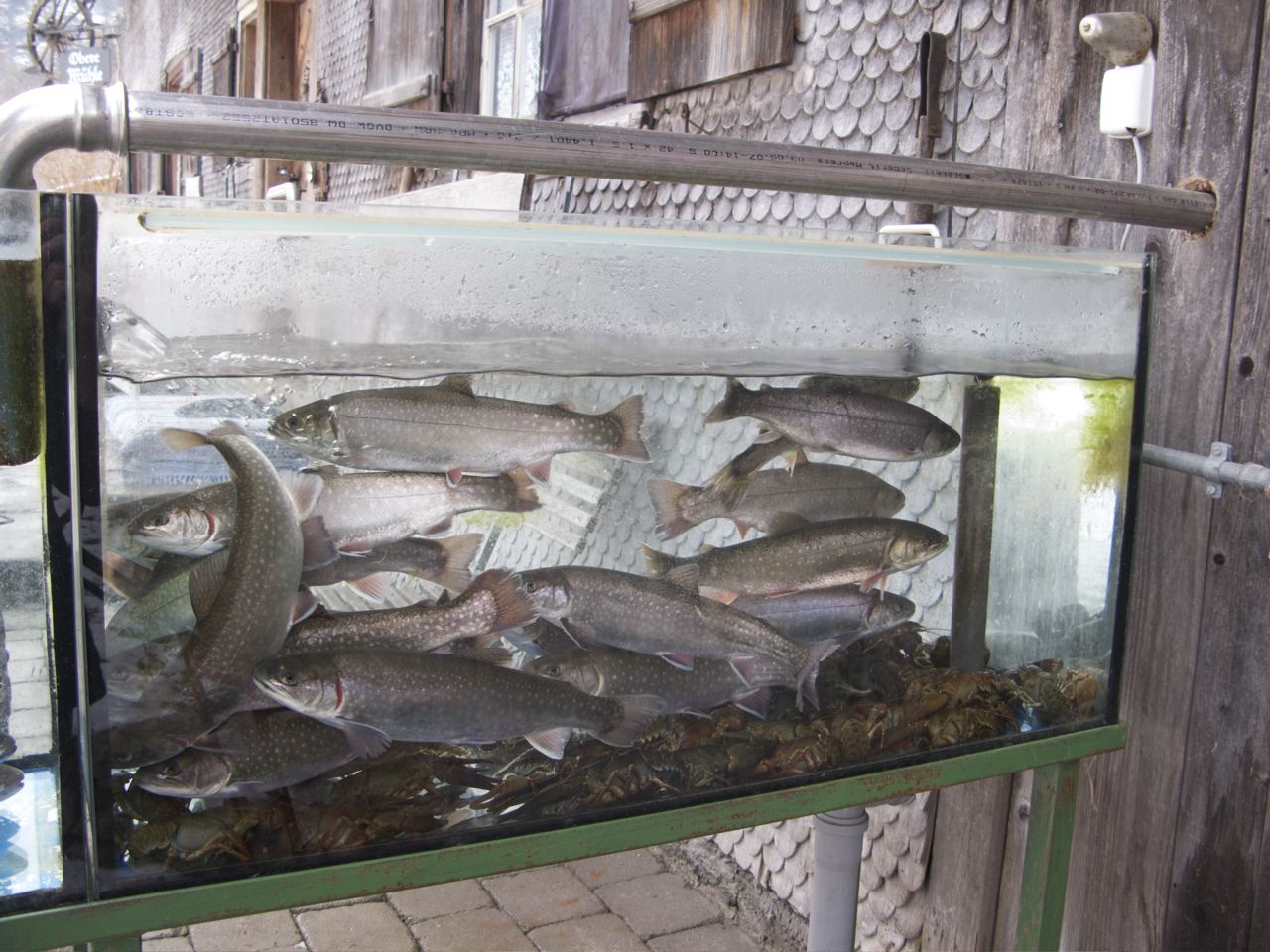 Fische eingepfercht im Aquarium ohne Pflanzen und Boden